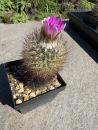 Gymnocactus beguinii